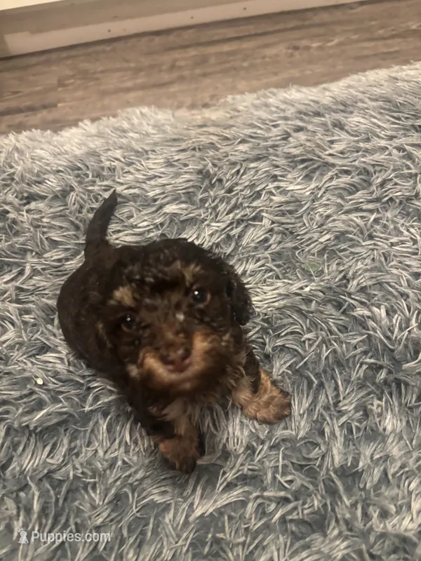 Roxy – Poodle - Miniature  puppy for sale in Lubbock, TX