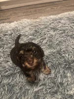 Roxy, a female Poodle - Miniature  for sale in Lubbock, TX – 1 of 10