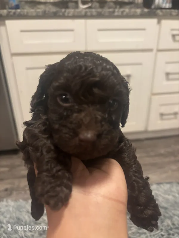 Bruno – Poodle - Miniature  puppy for sale in Lubbock, TX