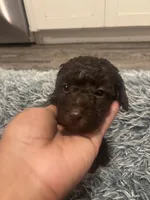 Bella, a female Poodle - Miniature  for sale in Lubbock, TX – 2 of 8