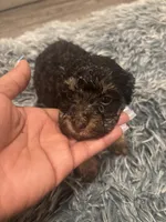 Roxy, a female Poodle - Miniature  for sale in Lubbock, TX – 6 of 10