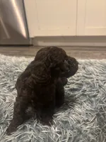Bella, a female Poodle - Miniature  for sale in Lubbock, TX – 5 of 8