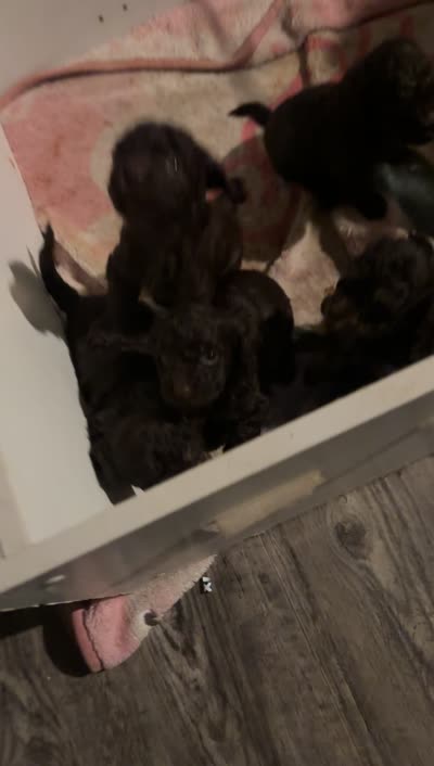 Roxy, a female Poodle - Miniature  for sale in Lubbock, TX – 10 of 10