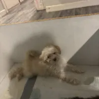 Chanel , a female Poodle - Miniature  for sale in Lubbock, TX – Photo 7 of 8