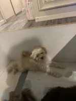 Pearl, a female Poodle - Miniature  for sale in Lubbock, TX – Photo 7 of 8