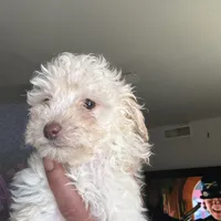 Chanel , a female Poodle - Miniature  for sale in Lubbock, TX – Photo 6 of 8