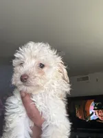 Pearl, a female Poodle - Miniature  for sale in Lubbock, TX – Photo 6 of 8