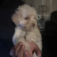 Chanel , a female Poodle - Miniature  for sale in Lubbock, TX – Photo 1 of 8