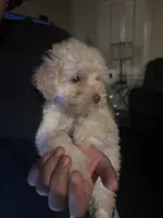 Pearl, a female Poodle - Miniature  for sale in Lubbock, TX – Photo 1 of 8