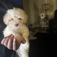 Chanel , a female Poodle - Miniature  for sale in Lubbock, TX – Photo 2 of 8