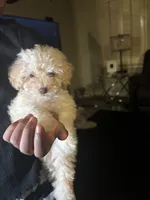 Pearl, a female Poodle - Miniature  for sale in Lubbock, TX – Photo 2 of 8