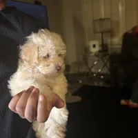 Chanel , a female Poodle - Miniature  for sale in Lubbock, TX – Photo 3 of 8