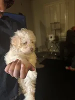 Pearl, a female Poodle - Miniature  for sale in Lubbock, TX – Photo 3 of 8