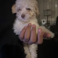 Chanel , a female Poodle - Miniature  for sale in Lubbock, TX – Photo 4 of 8