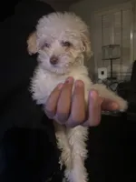 Pearl, a female Poodle - Miniature  for sale in Lubbock, TX – Photo 4 of 8