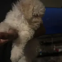 Chanel , a female Poodle - Miniature  for sale in Lubbock, TX – Photo 8 of 8