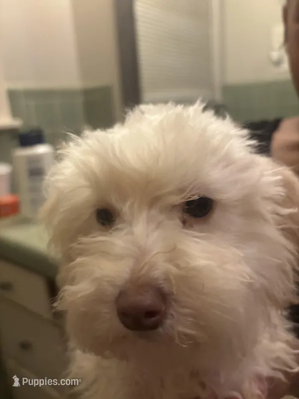 Chanel  – Poodle - Miniature  puppy for sale in Lubbock, TX