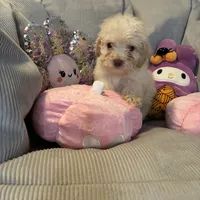 Chanel , a female Poodle - Miniature  for sale in Lubbock, TX – Photo 5 of 8