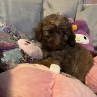 Gucci, a male Poodle - Miniature  for sale in Lubbock, TX – Photo 1 of 4