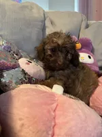 processed/3ef278bd-ded8-416d-ba68-c64ccae02c1c/listing/a6cec7bf-449f-47c3-a0a6-9ae764e1090b/2dd060ac-1877-47ac-aa43-45c311f351ae