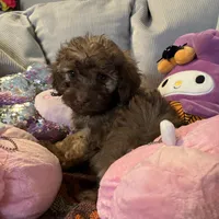 Gucci, a male Poodle - Miniature  for sale in Lubbock, TX – Photo 4 of 4