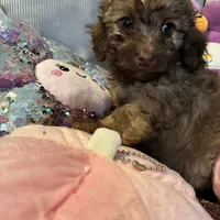 Gucci, a male Poodle - Miniature  for sale in Lubbock, TX – Photo 3 of 4