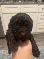 Bruno, a male Poodle - Miniature  for sale in Lubbock, TX – 3 of 10