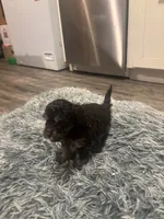 Duke , a male Poodle - Miniature  for sale in Lubbock, TX – 7 of 9