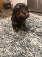Roxy, a female Poodle - Miniature  for sale in Lubbock, TX – 7 of 10