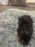 Duke , a male Poodle - Miniature  for sale in Lubbock, TX – 2 of 9