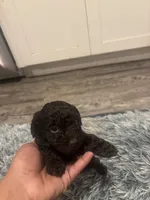 Bruno, a male Poodle - Miniature  for sale in Lubbock, TX – 8 of 10