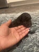 Nugget , a male Poodle - Miniature  for sale in Lubbock, TX – 6 of 6