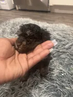 Duke , a male Poodle - Miniature  for sale in Lubbock, TX – 9 of 9