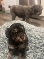 Duke , a male Poodle - Miniature  for sale in Lubbock, TX – 3 of 9