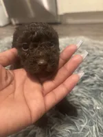 Nugget , a male Poodle - Miniature  for sale in Lubbock, TX – 4 of 6