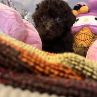 Rocko, a male Poodle - Miniature  for sale in Lubbock, TX – Photo 2 of 4