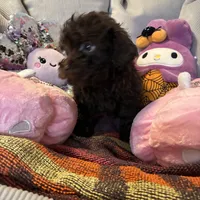 Rocko, a male Poodle - Miniature  for sale in Lubbock, TX – Photo 4 of 4