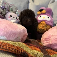 Rocko, a male Poodle - Miniature  for sale in Lubbock, TX – Photo 3 of 4