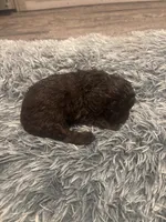Nugget , a male Poodle - Miniature  for sale in Lubbock, TX – 2 of 6