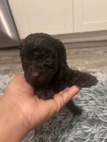 Bruno, a male Poodle - Miniature  for sale in Lubbock, TX – 6 of 10