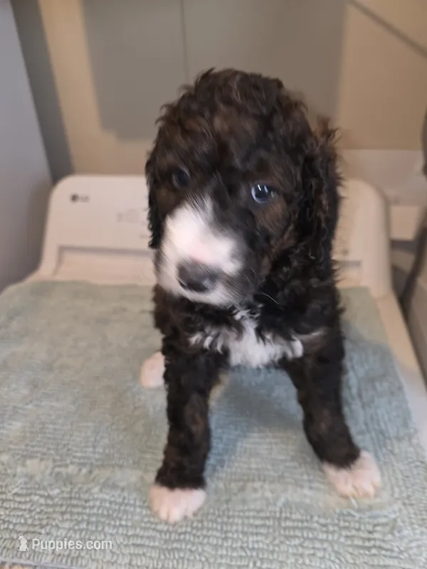 Daisy – Bernese Mountain Dog, Poodle - Standard  puppy for sale in Simpsonville, SC