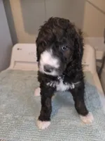 Daisy, a female Bernese Mountain Dog and Poodle - Standard  for sale in Simpsonville, SC – 1 of 2