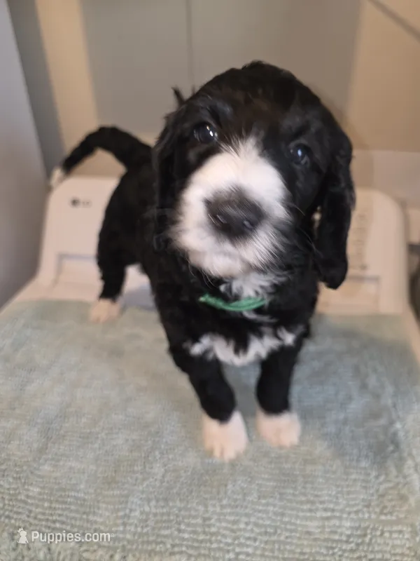 Forest – Poodle - Standard  puppy for sale in Simpsonville, SC