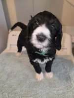 Forest, a female Poodle - Standard  for sale in Simpsonville, SC – 1 of 2