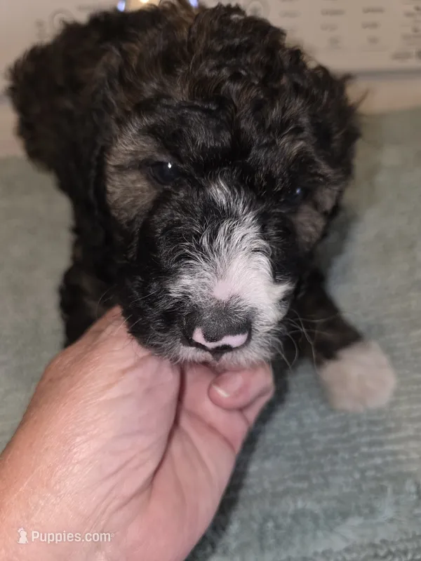 Lavender  – Poodle - Standard  puppy for sale in Simpsonville, SC