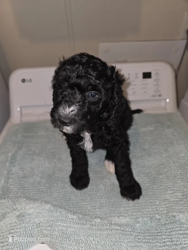 Pickle – Bernese Mountain Dog, Poodle - Standard  puppy for sale in Simpsonville, SC