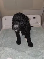 Pickle, a female Bernese Mountain Dog and Poodle - Standard  for sale in Simpsonville, SC – 1 of 2