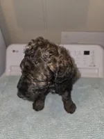 Tip Toe, a female Bernese Mountain Dog and Poodle - Standard  for sale in Simpsonville, SC – 1 of 2