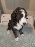 Sunrise, a female Bernese Mountain Dog and Poodle - Standard  for sale in Simpsonville, SC – 1 of 2