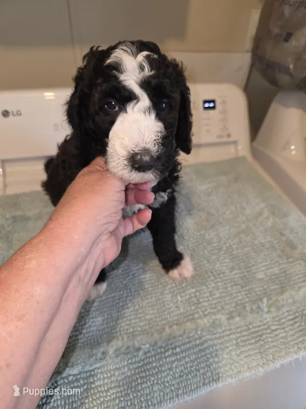 Royal – Bernese Mountain Dog, Poodle - Standard  puppy for sale in Simpsonville, SC